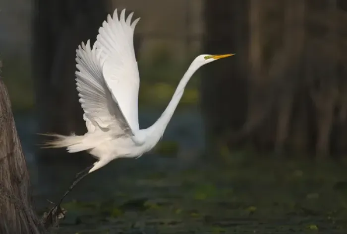 Framed Print : Great Egret (Ardea alba) on Caddo Lake, Texas Framed Print : Great Egret (Ardea alba) on Caddo Lake, Texas