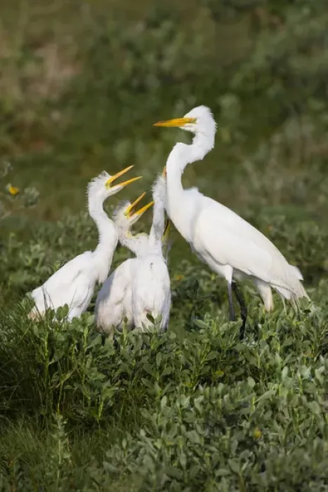 Framed Print : Great Egret (Ardea alba) feeding young