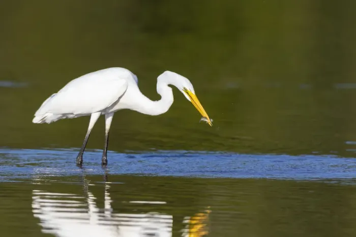 Framed Print : Great Egret (Ardea alba) fishing in wetland Marion County, Illinois Framed Print : Great Egret (Ardea alba) fishing in wetland Marion County, Illinois