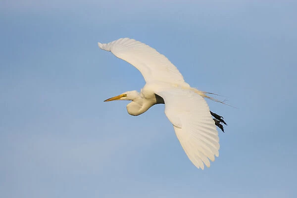 Great Egret (Ardea alba) flying