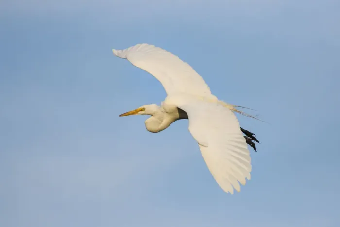 Framed Print : Great Egret (Ardea alba) flying Framed Print : Great Egret (Ardea alba) flying