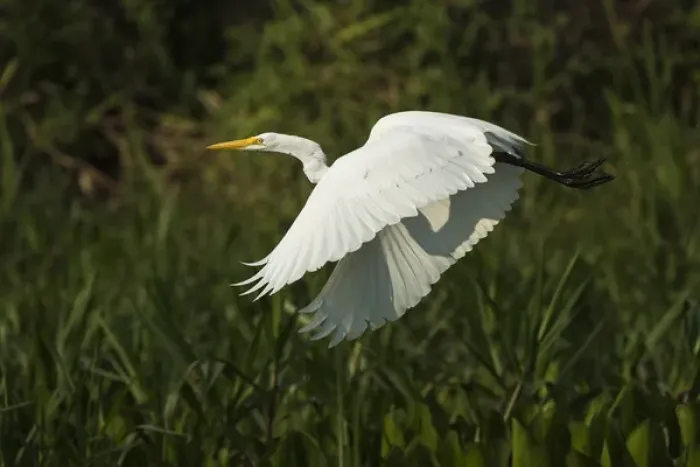 Framed Print : Great Egret (Ardea alba), Northern Pantanal, Mato Grosso, Brazil Framed Print : Great Egret (Ardea alba), Northern Pantanal, Mato Grosso, Brazil