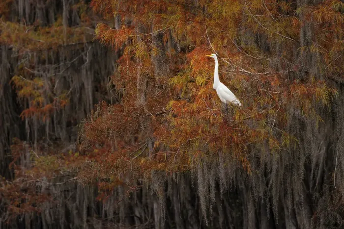 Framed Print : Great egret among bald cypress trees and autumn colors in southern swamp, Caddo Lake, Texas Framed Print : Great egret among bald cypress trees and autumn colors in southern swamp, Caddo Lake, Texas