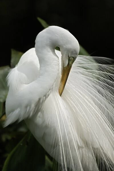 Great Egret in breeding plumage preening feathers, Casmerodius albus, Corkscrew Swamp Sanctuary