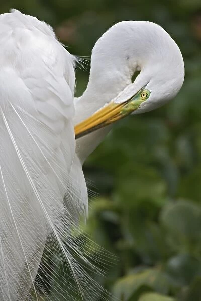 Great Egret in breeding plumage preening feathers, Casmerodius albus, Corkscrew Swamp Sanctuary