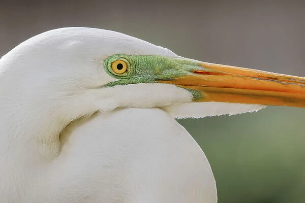 Great egret in breeding plumage, south Florida