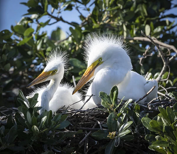Great egret chicks, Florida, USA
