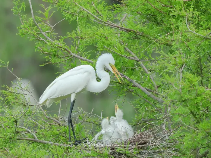 Framed Print : Great egret with chicks in nest, Smith Oaks Sanctuary, Texas Framed Print : Great egret with chicks in nest, Smith Oaks Sanctuary, Texas