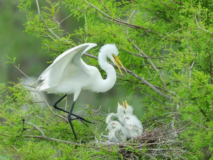 Framed Print : Great egret with chicks in nest, Smith Oaks Sanctuary, Texas Framed Print : Great egret with chicks in nest, Smith Oaks Sanctuary, Texas