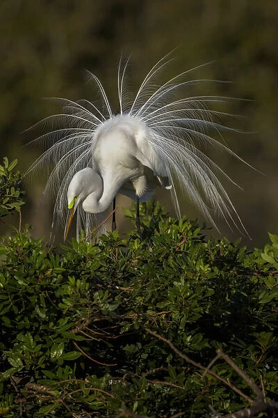 Great egret in courtship display in full breeding plumage, Venice rookery, Venice, Florida