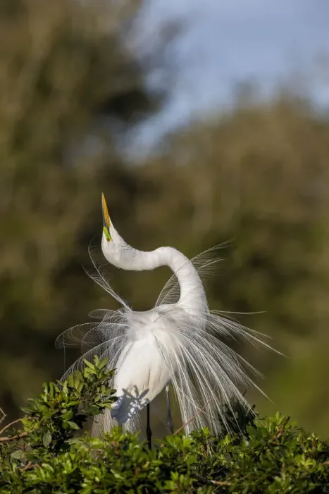 Framed Print : Great egret in courtship display in full breeding plumage, Venice rookery, Venice, Florida