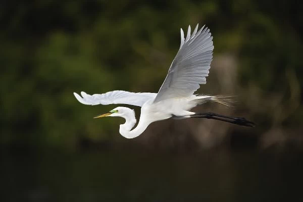 Great Egret in flight, Casmerodius albus, Sanibel Island, Florida