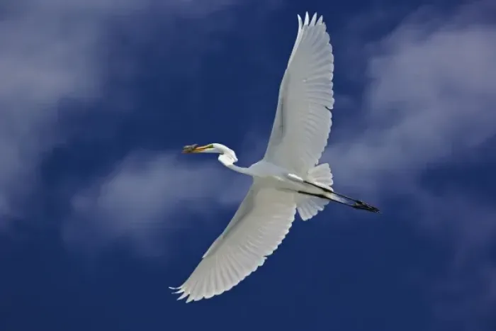 Framed Print : Great Egret in flight, Casmerodius albus, Sanibel Island, Florida Framed Print : Great Egret in flight, Casmerodius albus, Sanibel Island, Florida