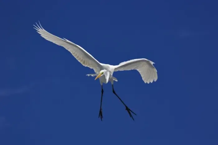 Framed Print : Great Egret in flight, Casmerodius albus, Sanibel Island, Florida