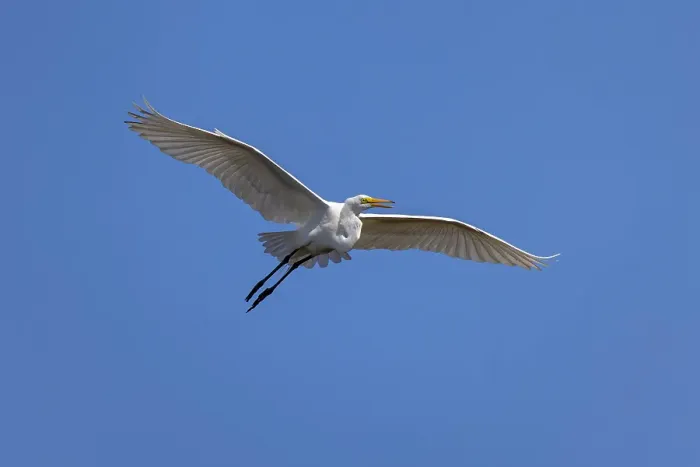 Framed Print : Great egret in flight, Merritt Island National Wildlife Refuge, Florida