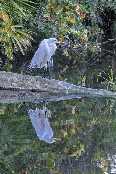 Great Egret, Florida