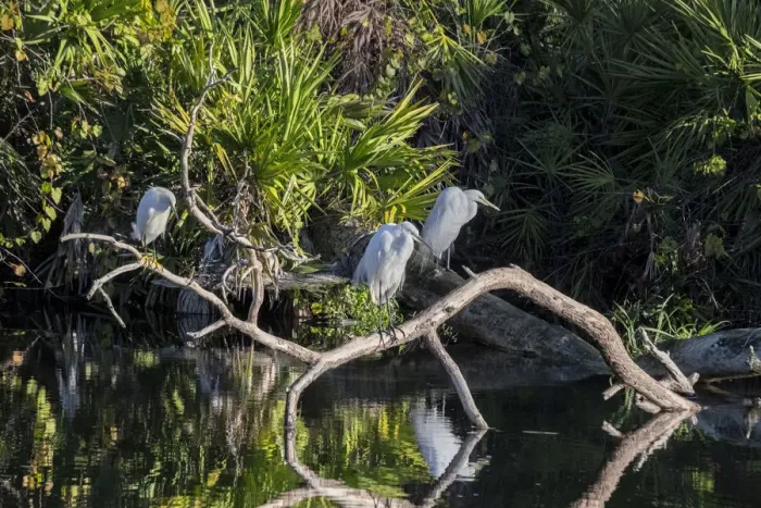 Framed Print : Great Egret, Florida Framed Print : Great Egret, Florida