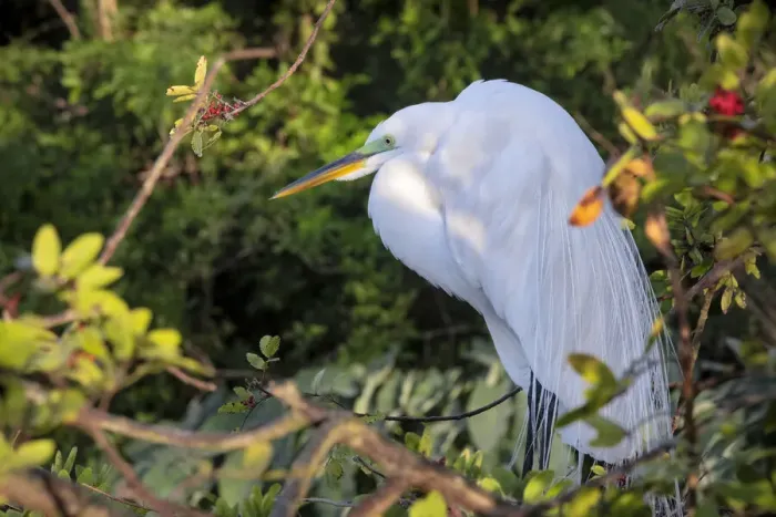 Framed Print : Great Egret, Florida Framed Print : Great Egret, Florida