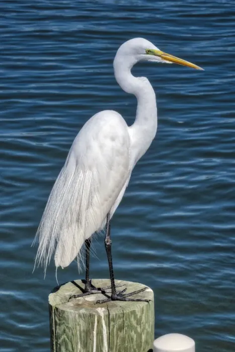 Framed Print : Great Egret, Florida Framed Print : Great Egret, Florida