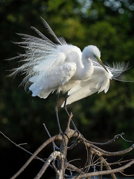 Great Egret, Florida, USA