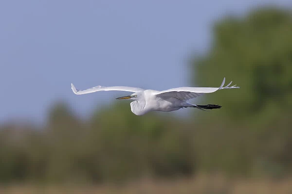 Great Egret flying. Stick Marsh, Florida