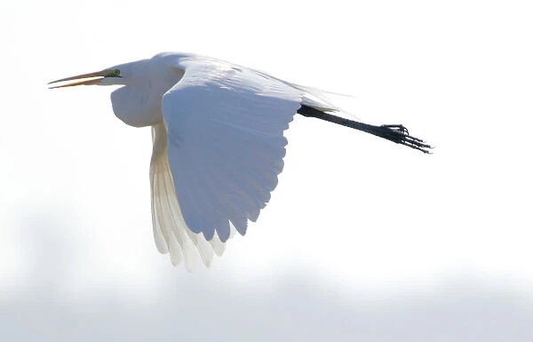A great egret flying against a white background at the San Luis National Wildlife