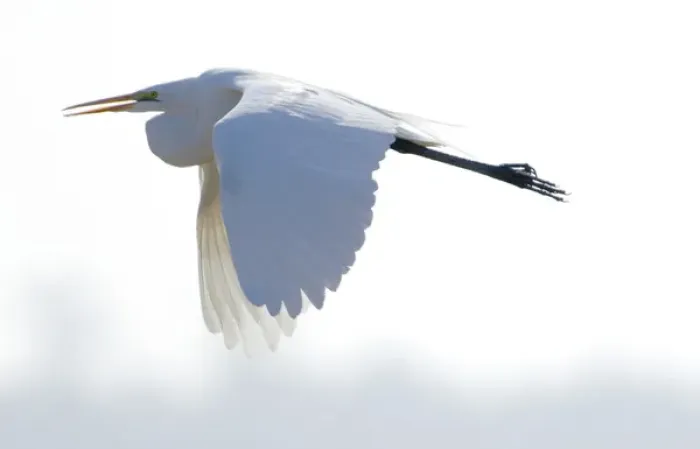 Framed Print : A great egret flying against a white background at the San Luis National Wildlife Framed Print : A great egret flying against a white background at the San Luis National Wildlife