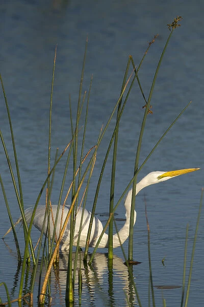 Great egret hunting for its food inside the bulrush, Ardea alba, Viera Wetlands Florida