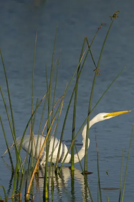 Framed Print : Great egret hunting for its food inside the bulrush, Ardea alba, Viera Wetlands Florida Framed Print : Great egret hunting for its food inside the bulrush, Ardea alba, Viera Wetlands Florida