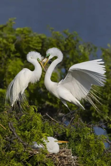 Framed Print : Great Egret landing at nest