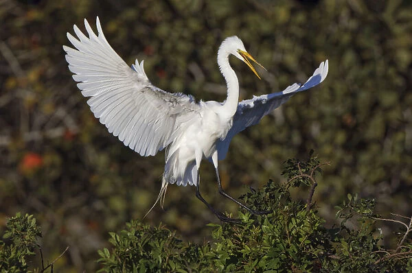 Great egret landing at nest site. Venice rookery, Venice, Florida
