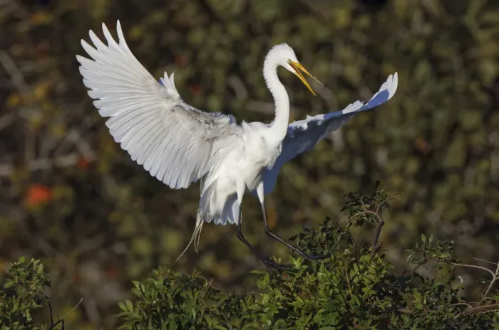 Framed Print : Great egret landing at nest site. Venice rookery, Venice, Florida