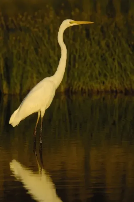 Framed Print : Great Egret (Larus novaehollandiae) wading in the water, North Stradbroke Islands