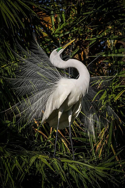 A great egret performs frequent displays using its showy plumage during the breeding