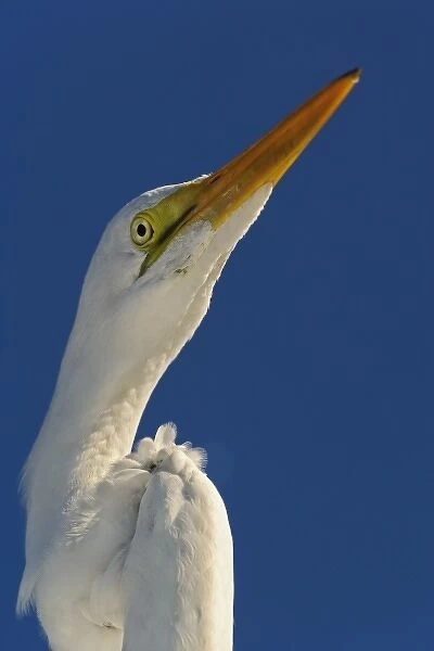 Great Egret in portrait, Casmerodius albus, Sanibel Island, Florida