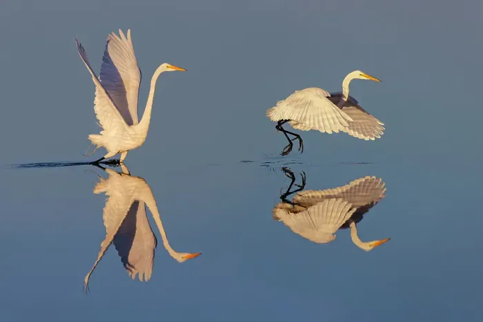 Framed Print : Great egret reflection on still water while fishing, Merritt Island National Wildlife Refuge, Florida Framed Print : Great egret reflection on still water while fishing, Merritt Island National Wildlife Refuge, Florida