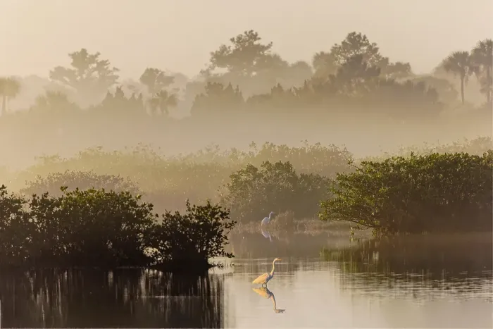 Framed Print : Great egret reflection on still water while fishing, Merritt Island National Wildlife Refuge, Florida