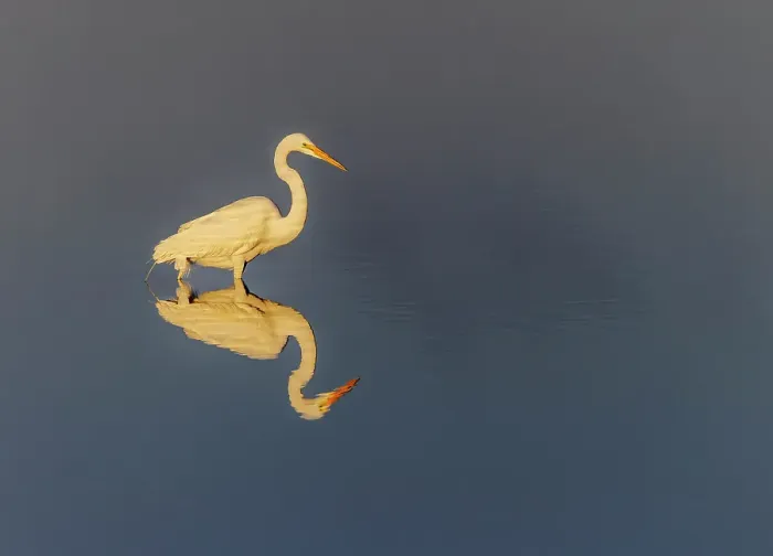 Framed Print : Great egret reflection on still water while fishing, Merritt Island National Wildlife Refuge, Florida