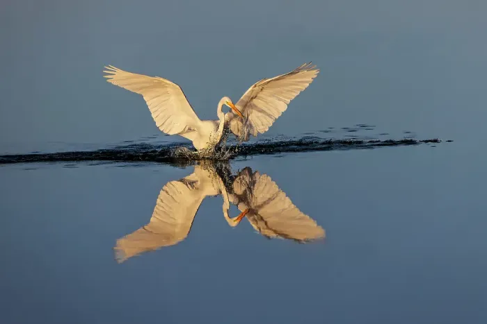 Framed Print : Great egret reflection on still water while fishing, Merritt Island National Wildlife Refuge, Florida Framed Print : Great egret reflection on still water while fishing, Merritt Island National Wildlife Refuge, Florida