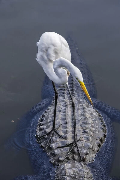 Great Egret riding on Alligators back, Florida