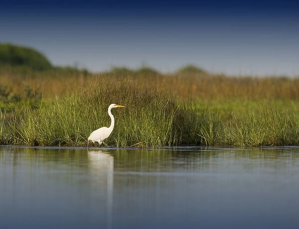 Great Egret in salt marsh, Ardea alba, Espiritu Santo Bay, Texas