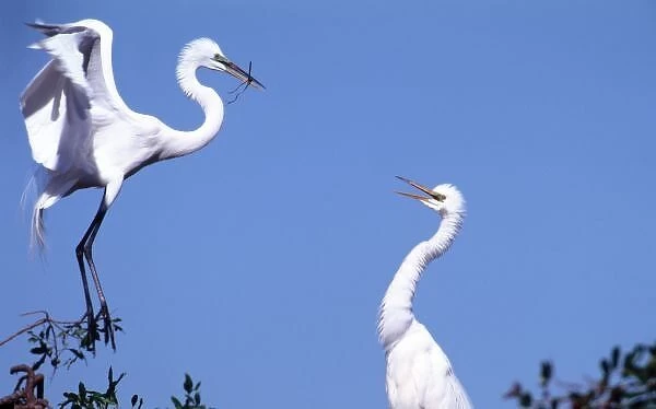 Two Great Egrets (Ardea alba) in a courtship ritual in which one partner passes a