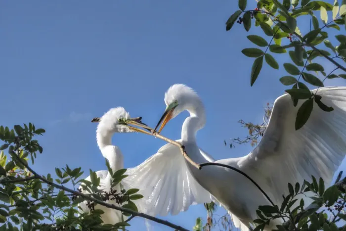 Framed Print : Great Egrets building nest, Florida Framed Print : Great Egrets building nest, Florida