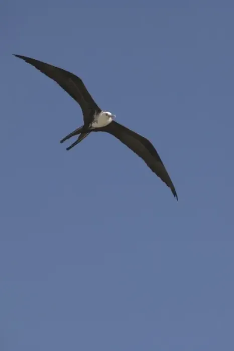 Framed Print : Great frigate bird (Fregata minor) in flight against blue sky, Placencia, Stann Creek District Framed Print : Great frigate bird (Fregata minor) in flight against blue sky, Placencia, Stann Creek District