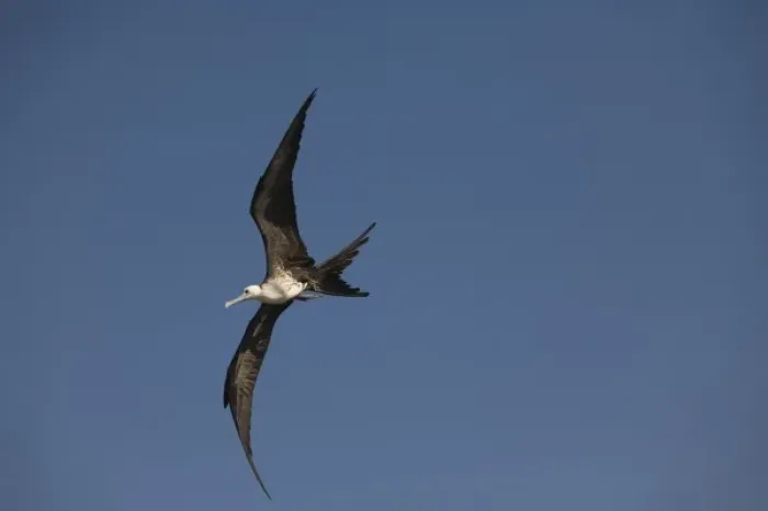 Framed Print : Great frigate bird (Fregata minor) in flight against blue sky, Placencia, Stann Creek District Framed Print : Great frigate bird (Fregata minor) in flight against blue sky, Placencia, Stann Creek District