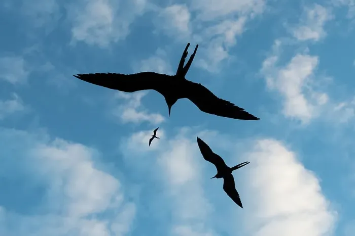 Framed Print : Great frigate birds, Fregata minor ridgwayi, flying against a blue sky. South Plaza Island, Galapagos, Ecuador Framed Print : Great frigate birds, Fregata minor ridgwayi, flying against a blue sky. South Plaza Island, Galapagos, Ecuador