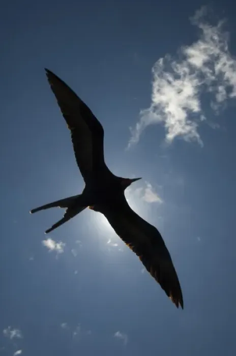 Framed Print : Great Frigatebird (Fregata minor) - male flying. GALAPAGOS ISLANDS ECUADOR South Framed Print : Great Frigatebird (Fregata minor) - male flying. GALAPAGOS ISLANDS ECUADOR South