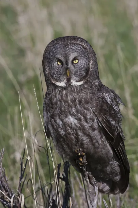 Framed Print : Great Gray Owl Framed Print : Great Gray Owl