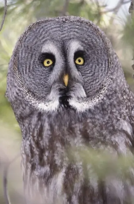Framed Print : Great Gray Owl