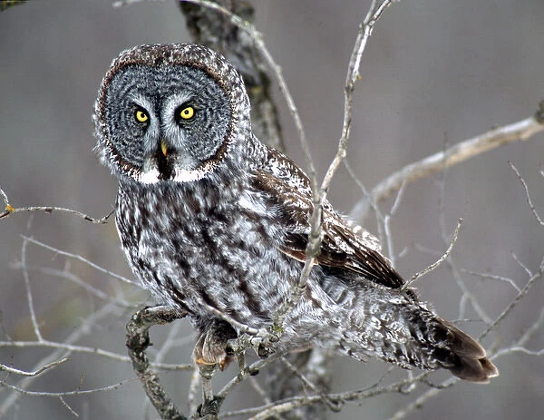 05. Great Gray Owl near Cotton, MN, perched in a bush